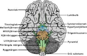 Hjärnan är en komplicerad skapelse 